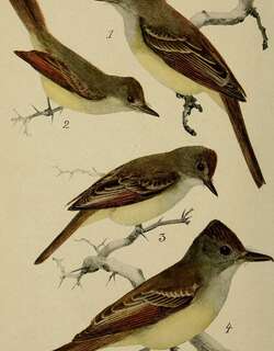 绿鹟 / Olivaceous Flycatcher / Muscicapa olivascens