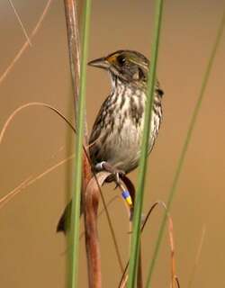 海滨沙鹀 / Seaside Sparrow / Ammospiza maritima