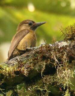 褐啄木鸟 / Smoky-brown Woodpecker / Leuconotopicus fumigatus