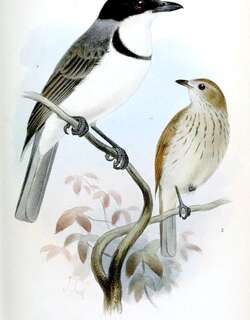 印尼啸鹟 / Wallacean Whistler / Pachycephala arctitorquis