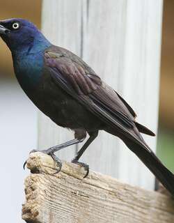普通拟八哥 / Common Grackle / Quiscalus quiscula