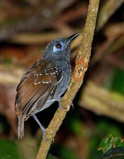 栗背蚁鸟 / Chestnut-backed Antbird / Poliocrania exsul