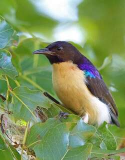西紫背食蜜鸟 / Western Violet-backed Sunbird / Anthreptes longuemarei