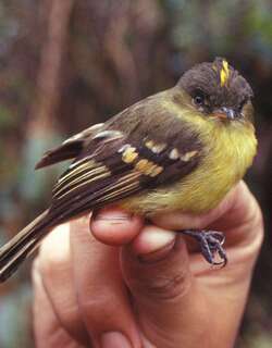 橙斑翅霸鹟 / Orange-banded Flycatcher / Nephelomyias lintoni