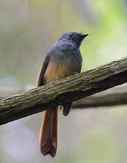 蓝头扇尾鹟 / Blue-headed Fantail / Rhipidura cyaniceps