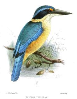 美岛翡翠 / Melanesian Kingfisher / Todiramphus tristrami