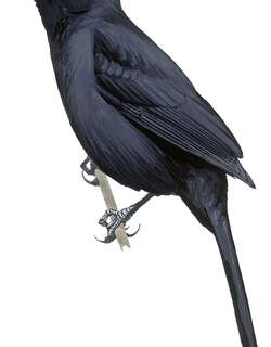 绒额拟鹩哥 / Velvet-fronted Grackle / Lampropsar tanagrinus