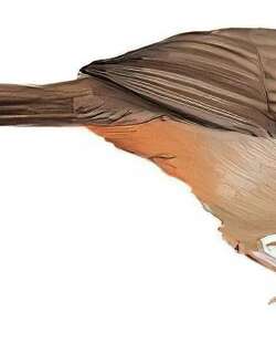 黑脸噪鹛 / Masked Laughingthrush / Pterorhinus perspicillatus