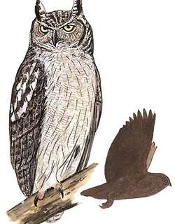 乌雕鸮 / Dusky Eagle-Owl / Bubo coromandus