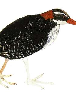 塔希提岛红嘴秧鸡 / Tahiti Rail / Hypotaenidia pacifica