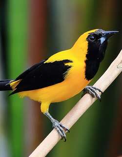 黄拟鹂 / Yellow Oriole / Icterus nigrogularis