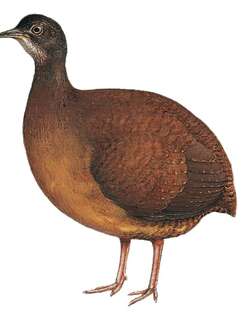 乔科穴䳍 / Choco Tinamou / Crypturellus kerriae