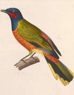 加纳鹃鵙 / Western Wattled Cuckooshrike / Lobotos lobatus