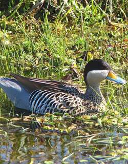 银鸭 / Silver Teal / Spatula versicolor