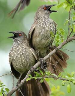 箭纹鸫鹛 / Arrow-marked Babbler / Turdoides jardineii