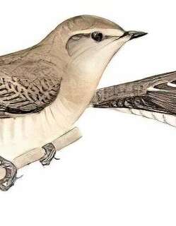 横斑林莺 / Barred Warbler / Curruca nisoria