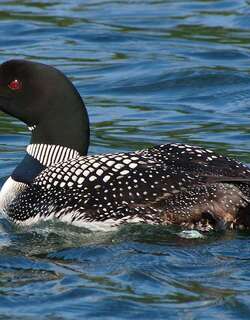 普通潜鸟 / Common Loon / Gavia immer