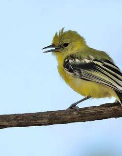 白尾雀鹎 / Marshall’s Iora / Aegithina nigrolutea