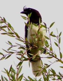 卷冠蓝鸦 / Curl-crested Jay / Cyanocorax cristatellus