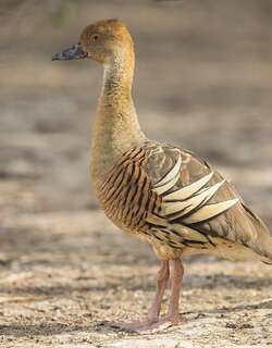 尖羽树鸭 / Plumed Whistling Duck / Dendrocygna eytoni