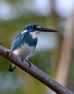 小蓝翠鸟 / Cerulean Kingfisher / Alcedo coerulescens