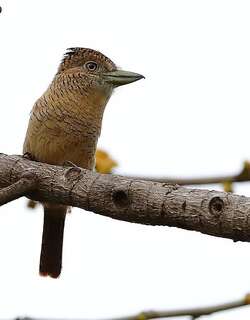 横斑蓬头䴕 / Barred Puffbird / Nystalus radiatus