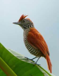 斑冠蚁鵙 / Bar-crested Antshrike / Thamnophilus multistriatus