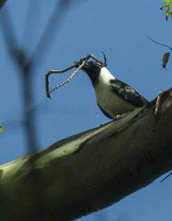 苏拉乌鸦 / Piping Crow / Corvus typicus