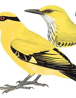 细嘴黄鹂 / Slender-billed Oriole / Oriolus tenuirostris
