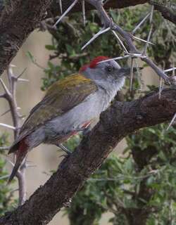 灰头啄木鸟 / Eastern Grey Woodpecker / Dendropicos spodocephalus