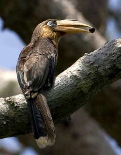 锈颊犀鸟 / Tickell’s Brown Hornbill / Anorrhinus tickelli