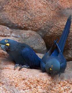 青蓝金刚鹦鹉 / Lear’s Macaw / Anodorhynchus leari
