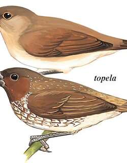 斑文鸟 / Scaly-breasted Munia / Lonchura punctulata