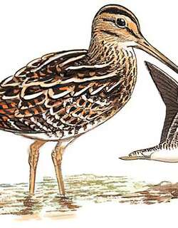 针尾沙锥 / Pin-tailed Snipe / Gallinago stenura