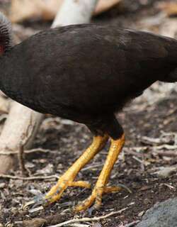 马利塚雉 / Micronesian Megapode / Megapodius laperouse