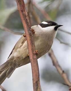 坚嘴抚蜜鸟 / Strong-billed Honeyeater / Melithreptus validirostris