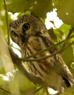 棕榈鬼鸮 / Northern Saw-whet Owl / Aegolius acadicus
