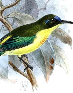吕宋太阳鸟 / Luzon Sunbird / Aethopyga jefferyi