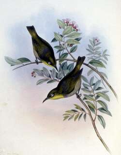 硕绣眼鸟 / Robust White-eye / Zosterops strenuus