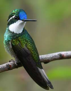 白喉宝石蜂鸟 / White-throated Mountaingem / Lampornis castaneoventris