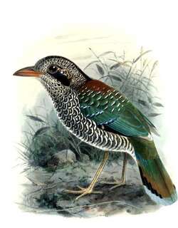鳞斑地三宝鸟 / Scaly Ground Roller / Geobiastes squamiger