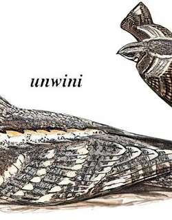 欧夜鹰 / European Nightjar / Caprimulgus europaeus