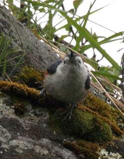 白颊䴓 / White-cheeked Nuthatch / Sitta leucopsis