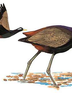 铜翅水雉 / Bronze-winged Jacana / Metopidius indicus