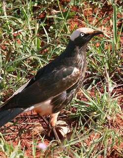 白冠丽椋鸟 / White-crowned Starling / Lamprotornis albicapillus