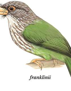 斑头绿拟啄木鸟 / Lineated Barbet / Psilopogon lineatus