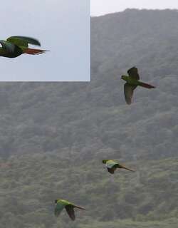细嘴鹦哥 / Slender-billed Parakeet / Enicognathus leptorhynchus