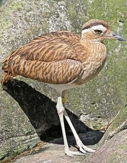 秘鲁石鸻 / Peruvian Thick-knee / Burhinus superciliaris