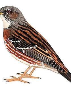 高原岩鹨 / Altai Accentor / Prunella himalayana