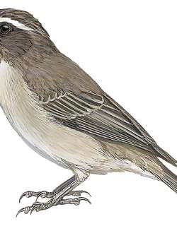 西非纹头丝雀 / West African Seedeater / Crithagra canicapilla